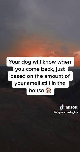 Fascinating Dog Facts Revealed! 🐕