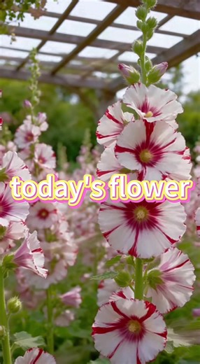 Impressive Hollyhocks: A Must-Have for Every Garden