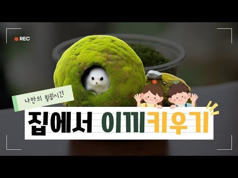 집에서 양지이끼 키우기, 이끼 키우는 법