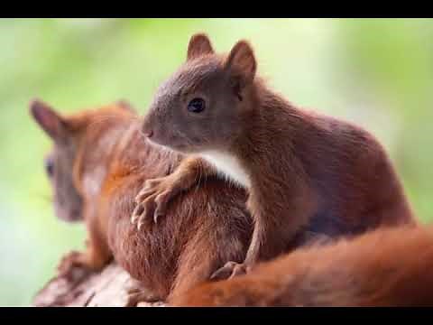 Für Kinder: Es ist Frühling!