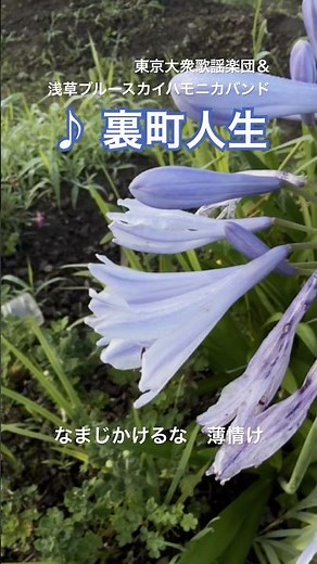 ♪#裏町人生 #東京大衆歌謡楽団 どこか切ない花