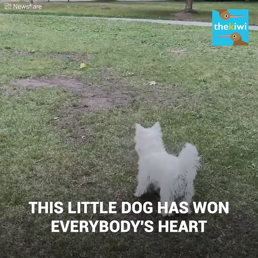 Winston is a 9 month old dog who loves to play and have fun. However, few people are able to grasp the problem he has to live with on a daily basis. You can now also find us on Youtube: http://bit.ly/yt-thekiwi | The Kiwi