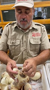 Why do we open snake eggs early? 🐍💡 | Jayprehistoricpets