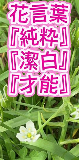 オオアマナ | 道端花図鑑 4近所の草花