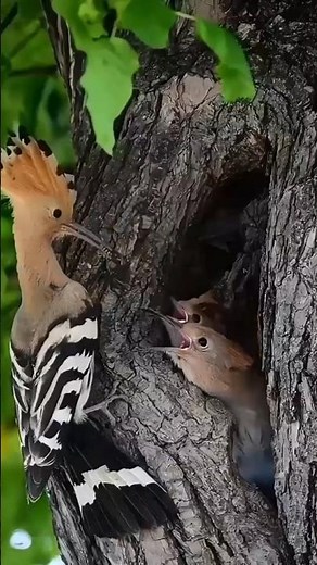 hungry bird funniest video, #shortvideo #birds