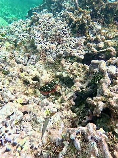 Coralscape of coral reef and coral reef fish in Caribe Mexico #coralscape #coral #coralreef