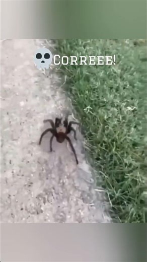 corre Bro correeee 🤣🤣 #humor #meme #fyp #viral #videoviral