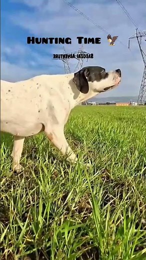 Silent Killer! English Pointer Dog Locked on Target | Deadly Hunting Instinct in Action