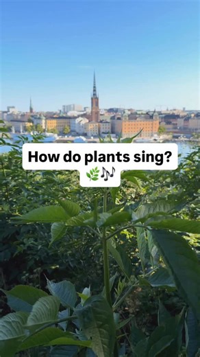 2.1K views · 1.7K reactions | How do plants sing?  Every plant gives off tiny electrical signals. With PlantWave, we can translate those signals into sound and turn invisible rhythms into music. This one’s singing over Stockholm’s rooftops, reminding us that nature is alive, even in the heart of the city. Learn more at PlantWave.com #plantwave #plantmusic #plants #naturelovers #beauty | PlantWave | Facebook