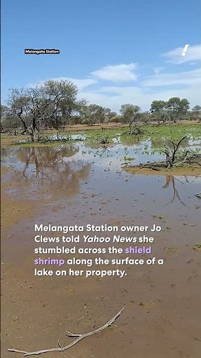 Moment thousands of ‘living fossils’ emerge from dirt in Aussie outback | #yahoonewsau