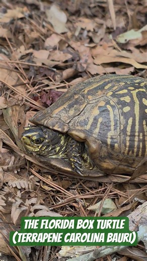 Florida box turtle (Terrapene carolina bauri) #turtles #florida #nature