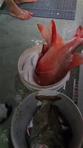 Great fishing on Rainbow Escape Charters