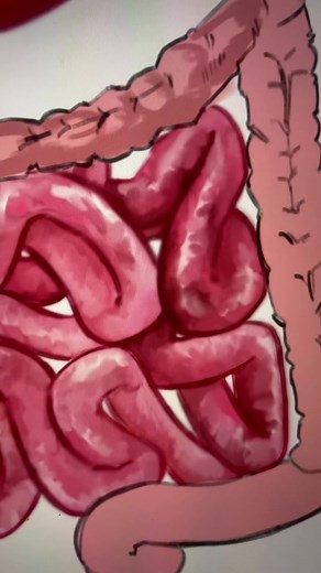 Drawing the Small Intestine: A Step-by-Step Guide