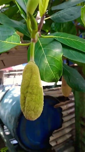 #asmt satisfying productive jackfruits plants #vlog shortsvideo #viral