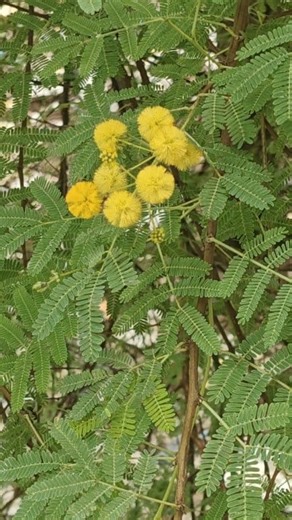 "Golden whispers of nature—Sweet Acacia in full bloom." #SweetAcacia #GoldenFlowers #FragrantBlooms #NatureLovers #FloralBeauty #BloomingSeason #AcaciaMagic #GardenVibes #NaturePhotography #BotanicalBeauty #FlowerPower #SpringVibes #WildflowerWonder #reels #fbreels | Blooming Nature Tales