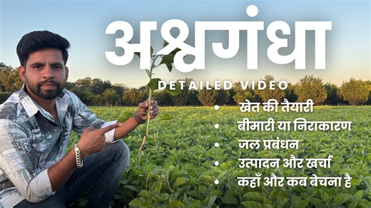 Ashwagandha ki kheti kaise kare? | Ashwagandha Farming In India Step By Step Guide Agar aap farming se paisa kamana chahte hain to Ashwagandha ki kheti ek golden opportunity hai! Is video me hum detail me samjhenge Ashwagandha farming ka complete process — beej se lekar harvesting tak. Ashwagandha (Withania somnifera) ek Ayurvedic medicinal plant hai jiska istemal har herbal product me hota hai. Iski demand India ke saath–saath foreign markets me bhi rapidly badh rahi hai. Sahi farming technique