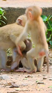 Oh, The Sister monkey loves and trying to comfort her baby brother | Love Monkey