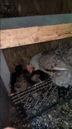 How Many Hens Are In Line To Lay Eggs?