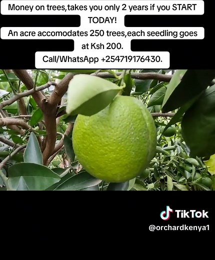 Profitable Citrus Farming: Tips and Seedling Offers