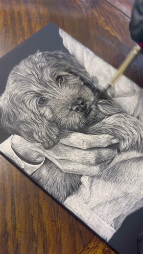 Goldendoodle puppy on scratchboard | Full Timelapse!