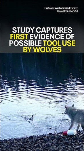 Study captures first evidence possible tool use by wolves