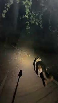 This Lullaby Queens Of The Stone Age #run #music #germanshepherd #mountains #morning #gym #fitness