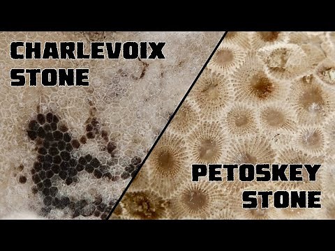 Polishing a Big Fossil