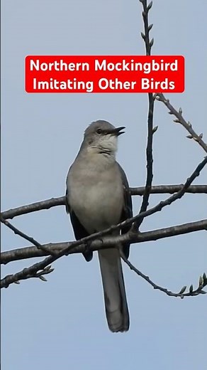 Mockingbird Mimicking Other Bird Calls #mockingbirdsounds