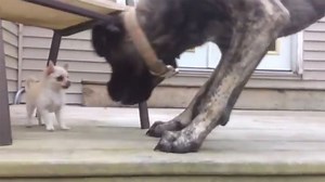 Chihuahua and Mastiff are the best of friends