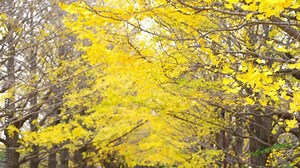 Beautiful ginkgo tree branches swaying in the wind with yellow ginkgo biloba leaves falling down during autumn at Showa Kinen Park in Japan. Japan travel and environmental conservation concept.