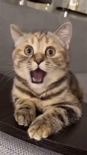 Cat Comedy 😂 | Funniest Cat Moments | Cute & Funny Cats