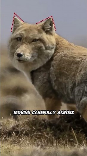 Tibetan Fox – The Grumpiest Hunter of the Himalayas 🦊