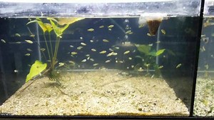 Ali feeds live black worms to pea puffers. | Aquarium Co-Op