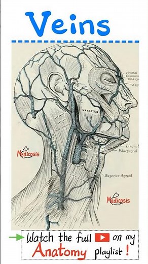 Veins of Head and Neck - Anatomy...#anatomy #physiology #biology #nurse #doctor #dentist
