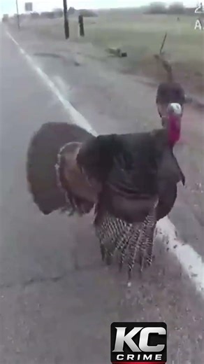 Cop vs. TURKEYS | Who Wins This Standoff? #policecam #bodycam #policeofficer