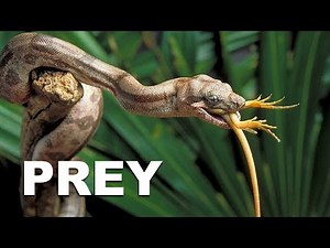 Prey - #1 | Humans are space orcs? | An HFY Story