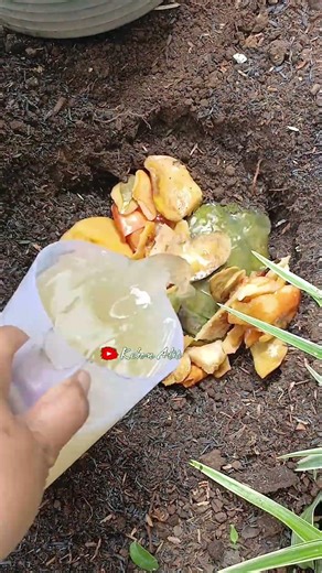 Stop buang sampah dapur ‼️#compost #gardening #shortviral