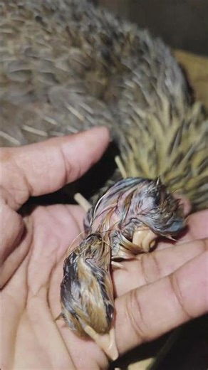 Watch Baby Chicks Hatch from Eggs 🐣 Satisfying & Real