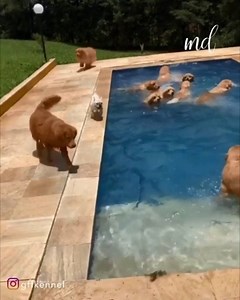 6.2M views · 44K reactions | The best pool party you'll ever see!藍❤️ | MetDaan Animals | Facebook