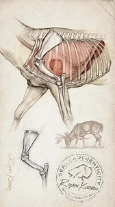 Gotta admit, this isn’t something I even think about when taking a shot. I like to hunt the thick stuff, give ‘em the “meh” as they cruise past and let an arrow fly when he stops. But if you’ve got the time or are watching a deer feed, it’s best to wait until the leg closest to you is in a forward position to take the shot. The leg joint will be clear of the heart and lower lungs and a buck’s massive shoulder muscles will be stretched thinly across the rib cage, rather than in a tightly flexed m