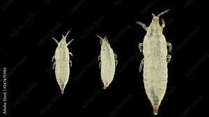 insect larvae under a microscope, Thysanoptera species, in agronomy, most types of thrips are considered pests of agricultural crops, there are also carnivorous species