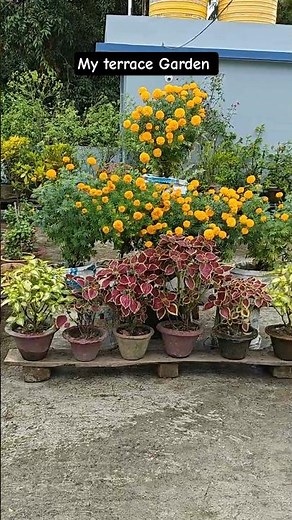 My Terrace Flower Garden | Flower Garden Overview | Flower Garden in Rooftop #flowergarden #flowers