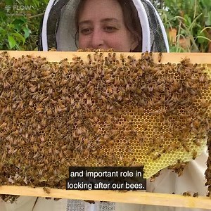 31K views · 2.3K reactions |  Care for the bees  Taste what’s flowering in your own garden  Harvest honey with ease Australian made, designed and owned. | Flow Hive | Facebook