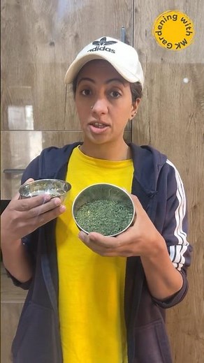 Home Grown Kasuri Methi #garden #wintervegetable