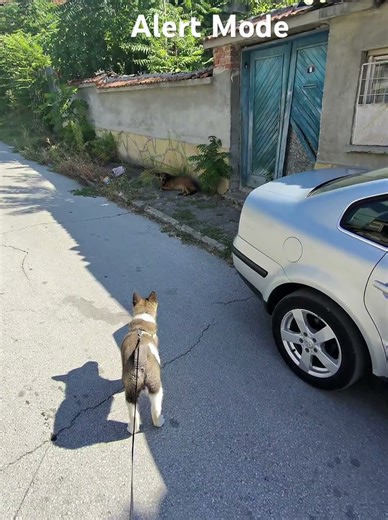 #americanakitapuppies #securitydogs .. My young male American Akita puppy protector