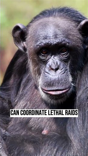 Chimpanzees Reveal the Ancient Origins of War