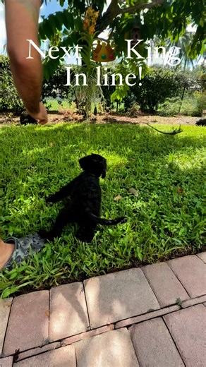 Watching the Young ones learning to be great #WorkingDog #HuntingDog #RetrieverDog #Lab #Labradoodle #Poodle | Florida Outdoors Company