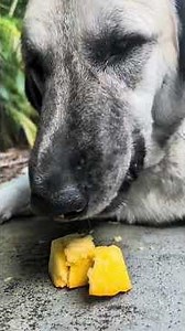 Anatolian Shepard ASMR Kangal Eating Pumpkin 🎃