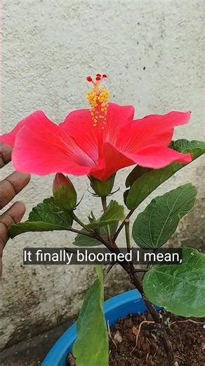 UntitDark Red Hybrid Hibiscus | Bud to Full Bloom | Stunning Flower Time-Lapseled #flowers #garden