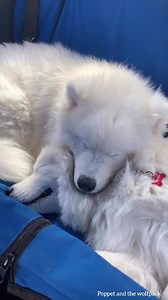 452K views · 34K reactions | We had so much fun at Kobe and kiara’s barkday pool party. We got to see all our frens, eat cake, watch Kevin do tricks and of course got to go for a swim ~ Poppy and Teddy Kobe and Kiara’s IG ~ @kobe_kiara | Poppet and the Wolf Pack | Facebook